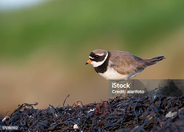 Little Ringed Plover Stock Photo - Download Image Now - Ringed Plover, Animal, Animal Wildlife