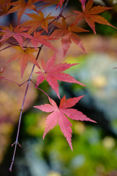 istock Autumn scenery in Kyoto, Japan 1751801819