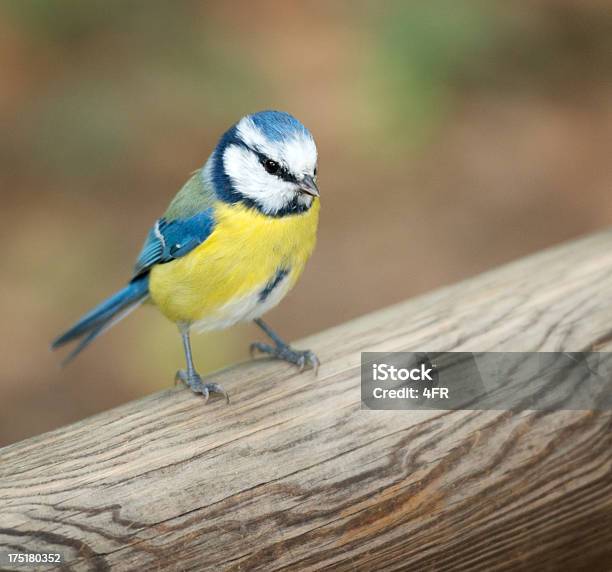 Photo libre de droit de Mésange Bleue Cyanistes Caeruleus Blaumeise banque d'images et plus d'images libres de droit de Aile d'animal - Aile d'animal, Animaux à l'état sauvage, Arbre