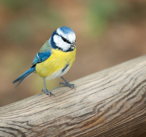 istock Bluetite, Cyanistes caeruleus, Blue 175180352