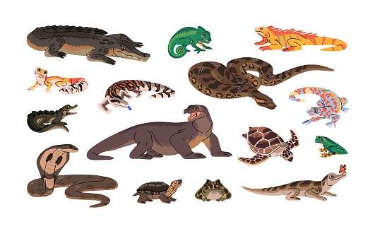 Exotic reptiles set. Amphibian animals, snakes, lizards. Tropical fauna: crocodile, turtle, iguanna, gecko, varanus, cobra, anaconda, horned toad, frog. Flat isolated vector illustration on white.