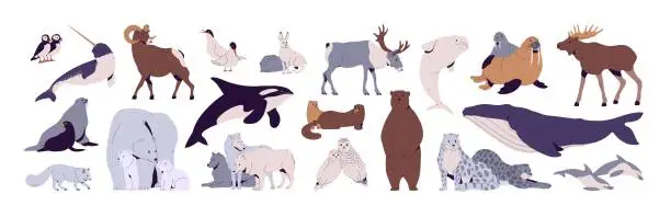 Vector illustration of North animals set. Polar bear, owl, arctic fox, tern, snow leopard, sheep, narwhal, orca, antarctic deer. Wild Greenland, Scandinavia, tundra inhabitant. Flat isolated vector illustration on white