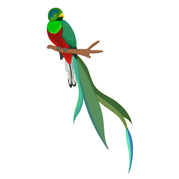 かわいいケツァール、長い緑のくちばし、赤い体、美しい羽、枝に座っている小さなくちばしを持つカラフルな漫画の鳥。野生生物の自然。面白いキャラクター。白い背景に分離型。ベクタ� - branch bird flying pets点のイラスト素材／クリップアート素材／マンガ素材／アイコン素材