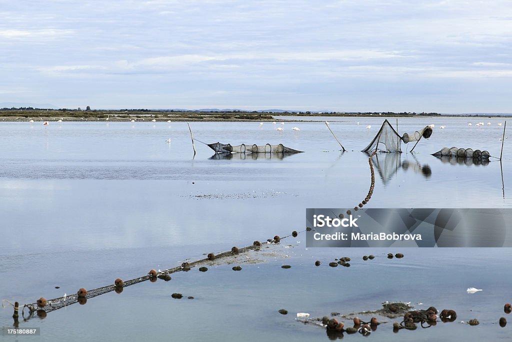 Morgen camargue - Lizenzfrei Blau Stock-Foto