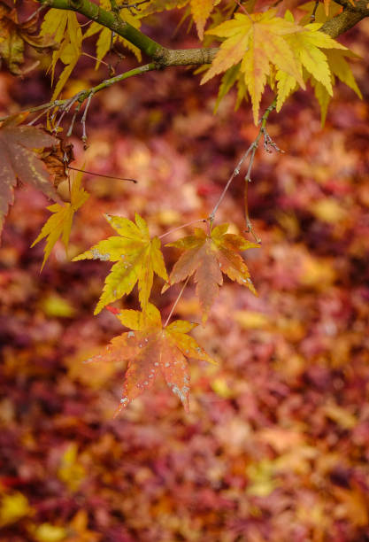 istock Autumn scenery in Kyoto, Japan 1751808901