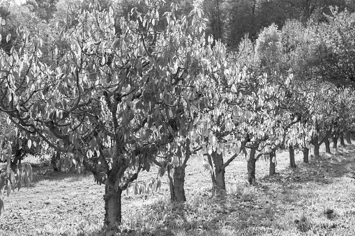 Black and white images without people of an apple orchard.