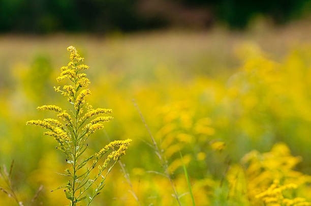 automne meadow - goldenrod photos et images de collection