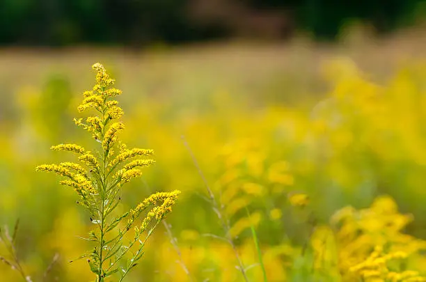 autumn meadow with goldenrod plant.  shallow depth of field