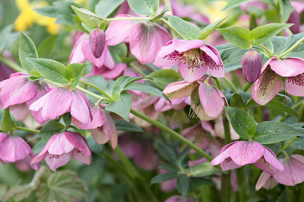 Helleborus orientalis – Lenten Rose flores - foto de acervo