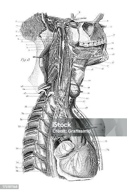 Ilustración de Grabado Sideview Corazón Humano 1851 y más Vectores Libres de Derechos de Anatomía - Anatomía, Aorta, Asistencia sanitaria y medicina