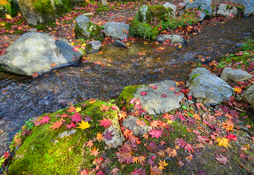 Autumn leaves on the stream with rocks in forest