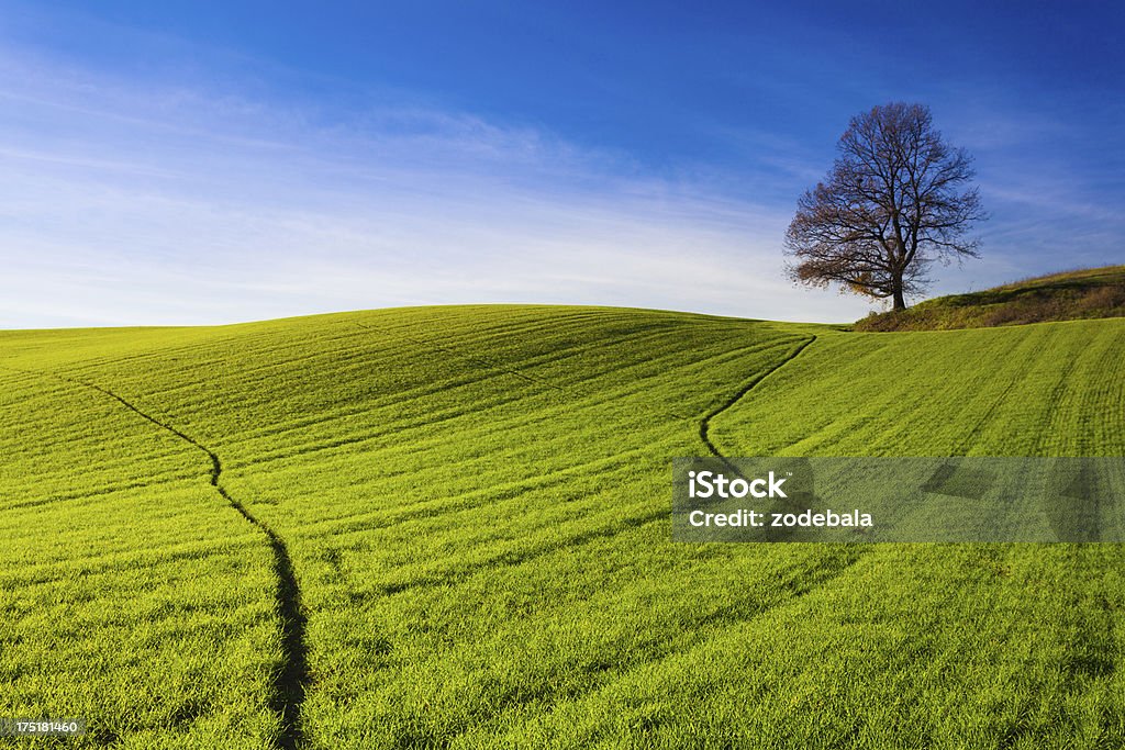 Green Hill paysage et arbre - Photo de Agriculture libre de droits