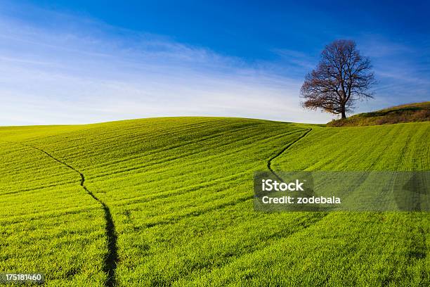 Photo libre de droit de Green Hill Paysage Et Arbre banque d'images et plus d'images libres de droit de Agriculture - Agriculture, Arbre, Au loin