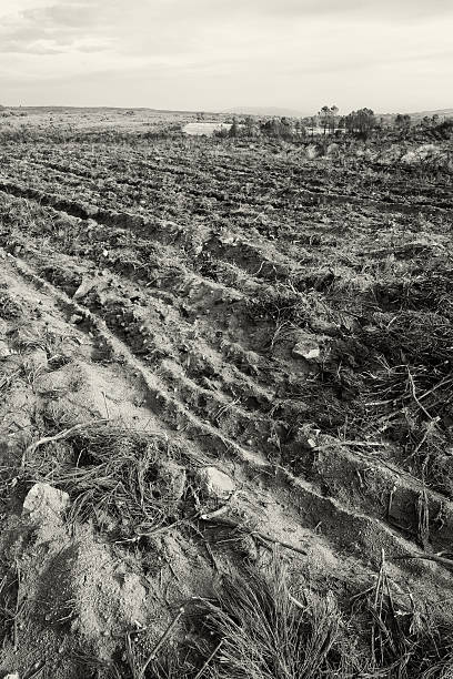 istock Plowed Field in Portugal 175181521