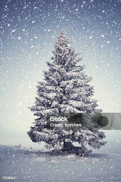 Winter Tree Stock Photo - Download Image Now - Fir Tree, Four Seasons, Pine Tree