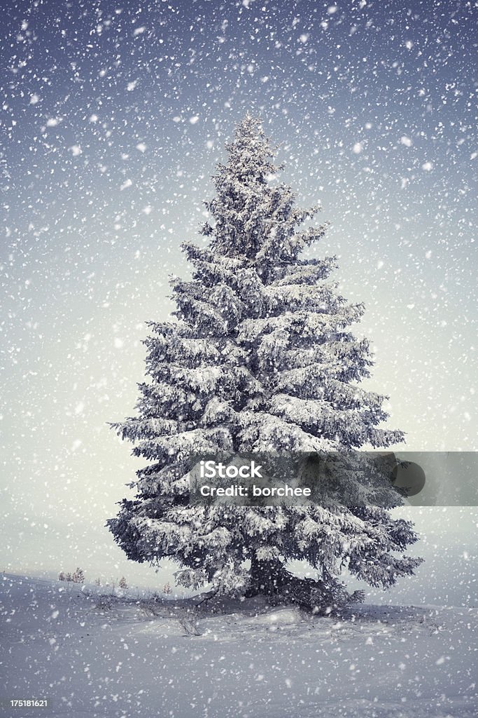 Árvore de Inverno - Royalty-free Abeto Foto de stock