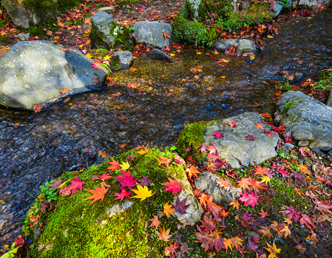 Colorful maple leaves on rock with small stream in autumn forest.