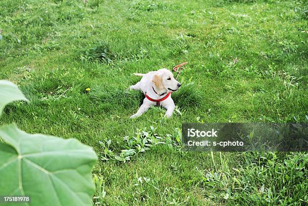 Golden Retriever - zdjęcia stockowe i więcej obrazów Bez ludzi