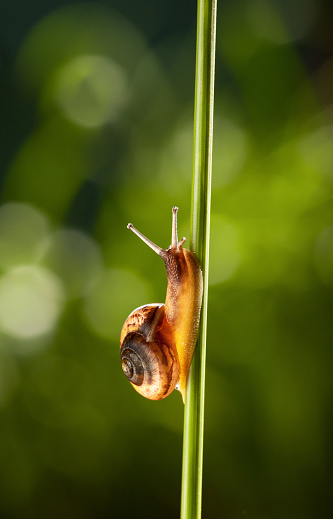 Low point of view on snail climbing on grass stalk