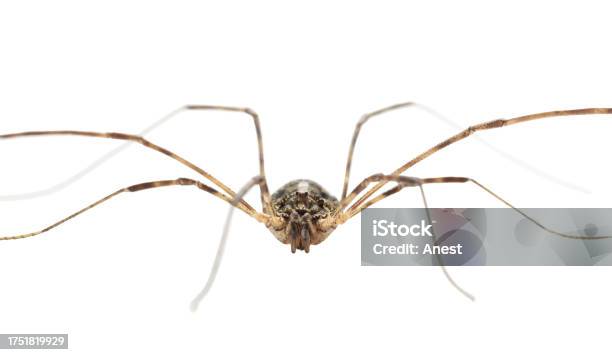 Daddy-long-legs spider - Stock Image - C027/0332 - Science Photo