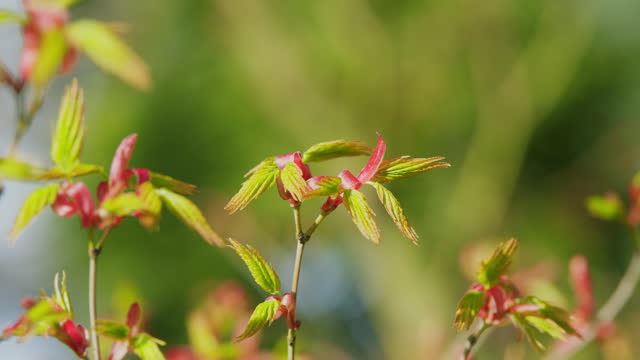 Japanese Maple Latin Name Acer Palmatum. New Green Leaves Of Acer Palmatum. Selective focus.
