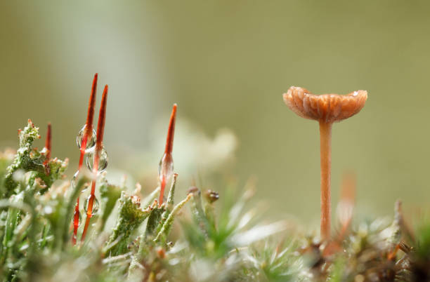 istock Macro of forest floor after rain 1751823389