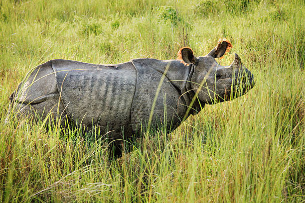 Indian rhinoceros ( Rhinoceros unicornis ) headshot sideview