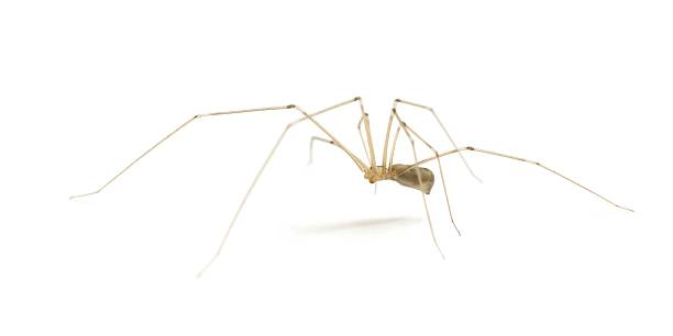 Daddy-long-legs spider - Stock Image - C027/0332 - Science Photo