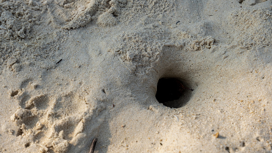 crab nest holes in the beach sand