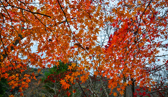 Maple trees with red leaves at autumn in Kyoto, Japan.