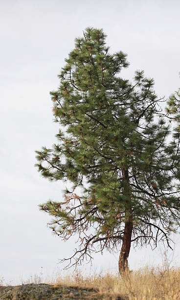 istock Lone Pine Tree, Vernon, Briitsh Columbia, Canada, in Autumn 175182823