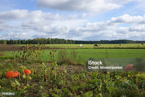 Abóboramenina Grandes Frutos Do Crescimento No Campo - Fotografias de stock e mais imagens de Abóbora-Menina - Cucúrbita