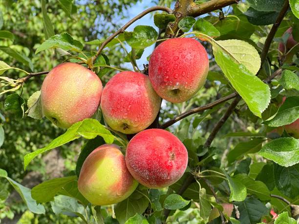istock Apple fruits on branch after rain. 1751828535