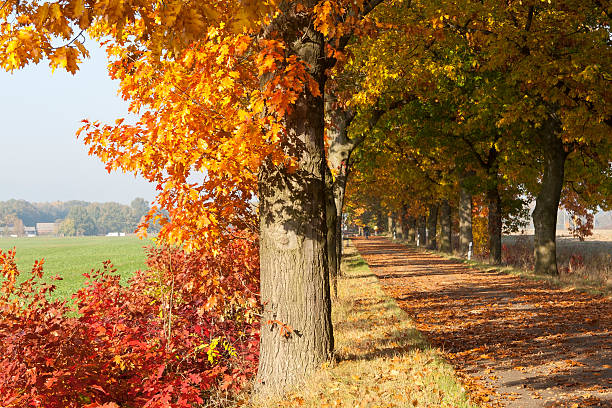 istock Street in Autumn 175182873