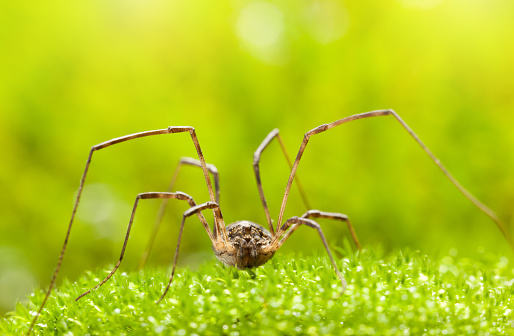 Macro front view of daddy longlegs spider (Phalangium opilio) resting on green moss at sunny day
