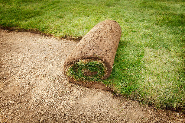 istock Putting fresh green grass on the ground 175183067
