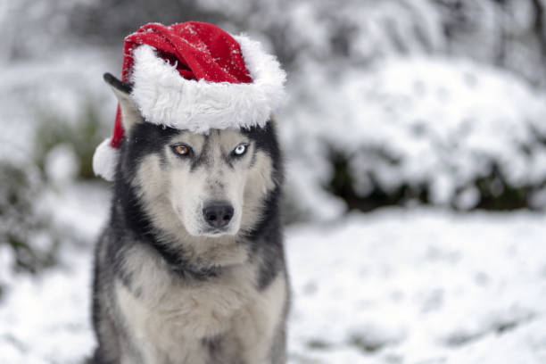 istock Husky dog with multi colored eyes and santa hat in a  snowy winter 1751832457