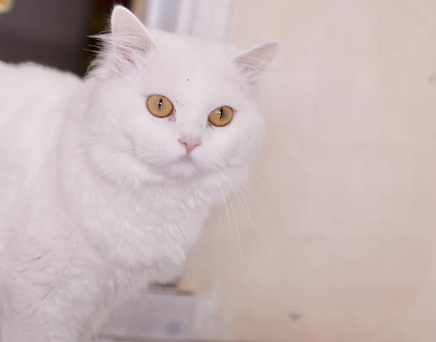 istock a white cat with yellow eyes. 1751833586