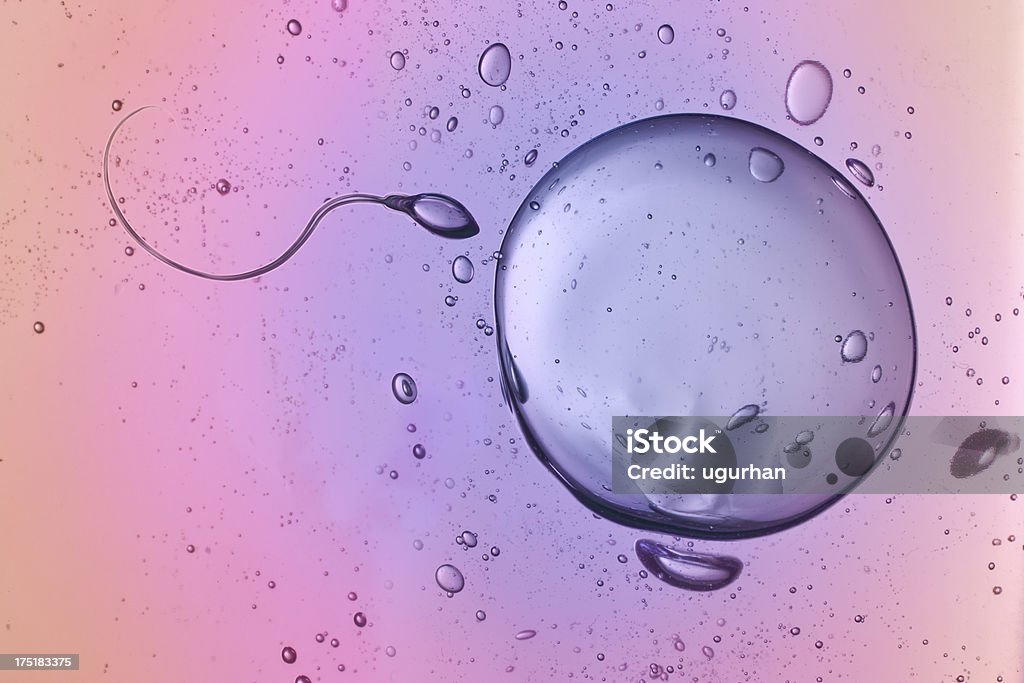 Sperme et œufs - Photo de Fertilité humaine libre de droits