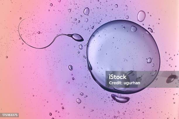 Sperm And Egg Stock Photo - Download Image Now - Human Fertility, Ovulation, Artificial Insemination