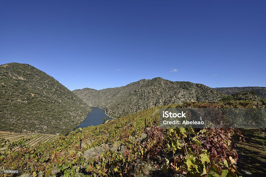 Vigneti di vino Porto - Foto stock royalty-free di Douro