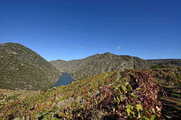 ポートワインのブドウ園 - douro valley clear sky copy space nobody ストックフォトと画像