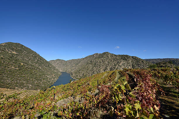 портвейн виноградники - douro valley clear sky copy space nobody стоковые фото и изображения