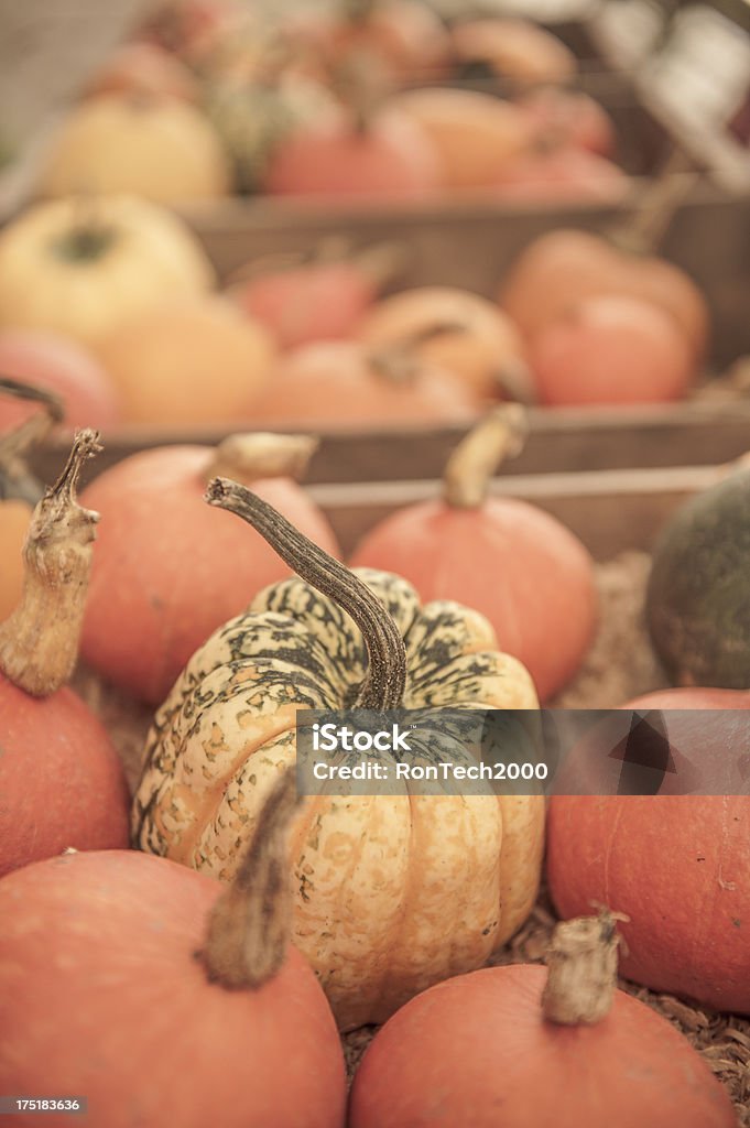 Kürbisse - Lizenzfrei Altertümlich Stock-Foto