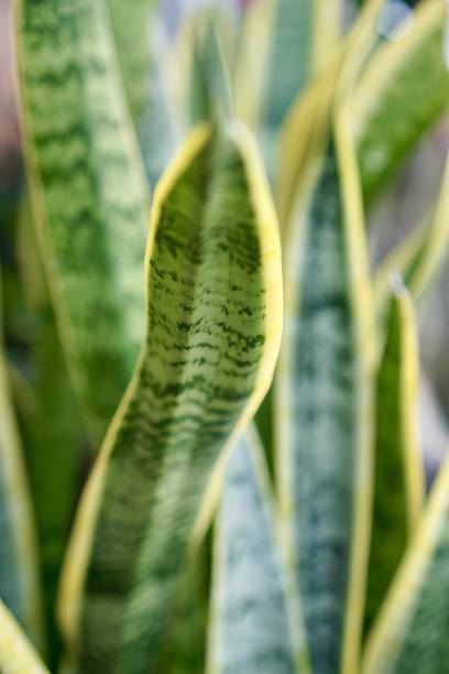 istock close up of a plant. 1751838487
