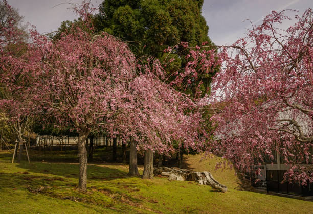 istock Cherry blossom in Nara, Japan 1751838495