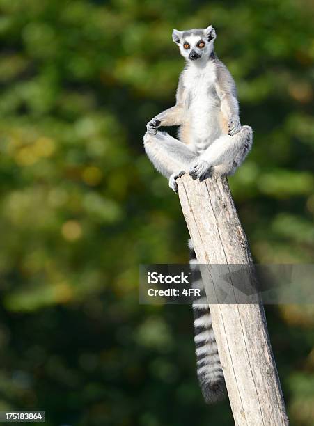 Lemur Practicing Yoga Stock Photo - Download Image Now - Lemur, Madagascar, Humor