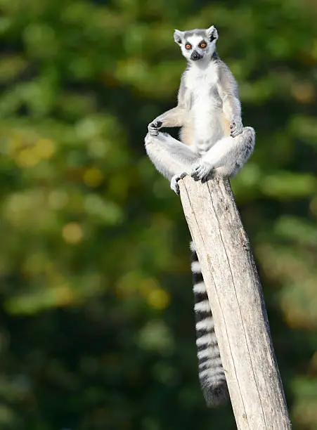Photo of Lemur practicing Yoga (XXXL)