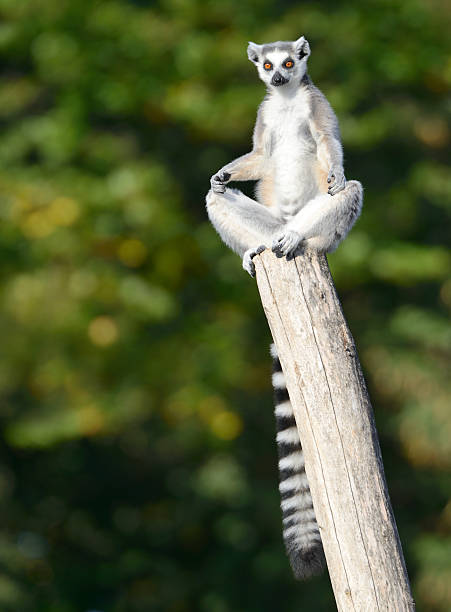 lemur praktykujących jogę (xxxl) - lemur zdjęcia i obrazy z banku zdjęć