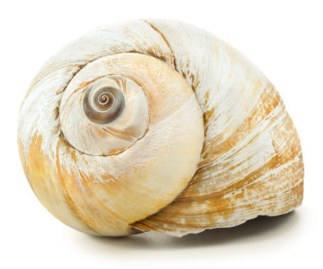 Seashell. 